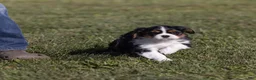 Cavalier King Charles Spaniel dogs for sale: Kudos - Ad 3