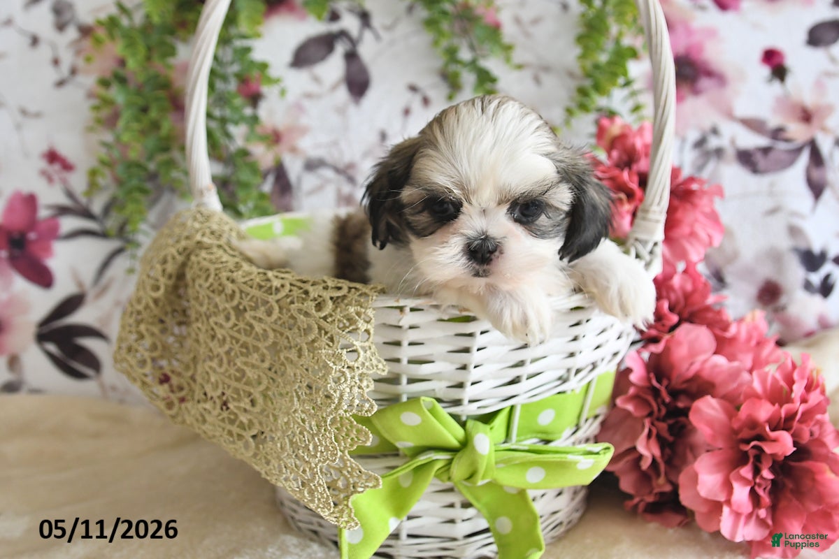 Shih Tzu dogs Carter - Ad 2