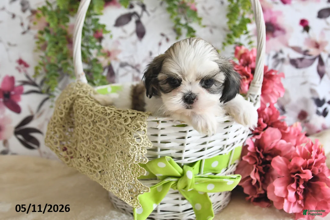 Shih Tzu dogs for sale: Carter - Ad 2