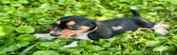 Basset Hound dogs for sale: Avery  - Ad 11