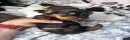 Miniature Dachshund dogs for sale: Tootsie - Ad 2