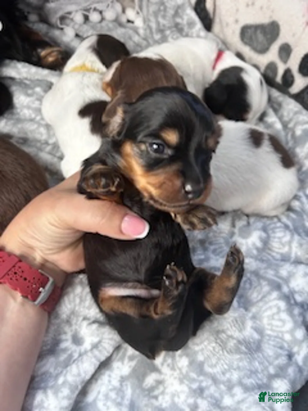 Miniature Dachshund dogs for sale: Tootsie - Ad 2