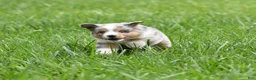 Miniature Australian Shepherd dogs for sale: London - Ad 10