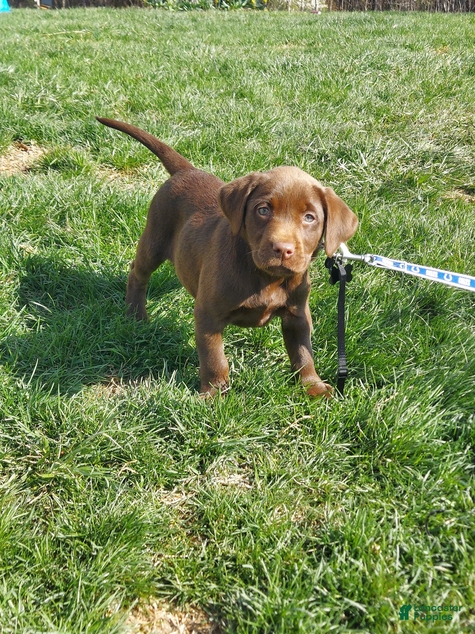 Labrador Retriever dogs Bounty - Ad 1