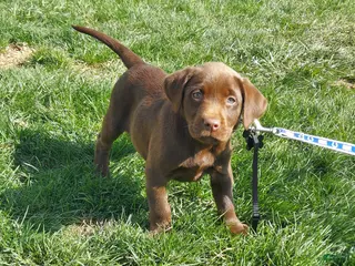Labrador Retriever dogs for sale: Bounty - Ad 3