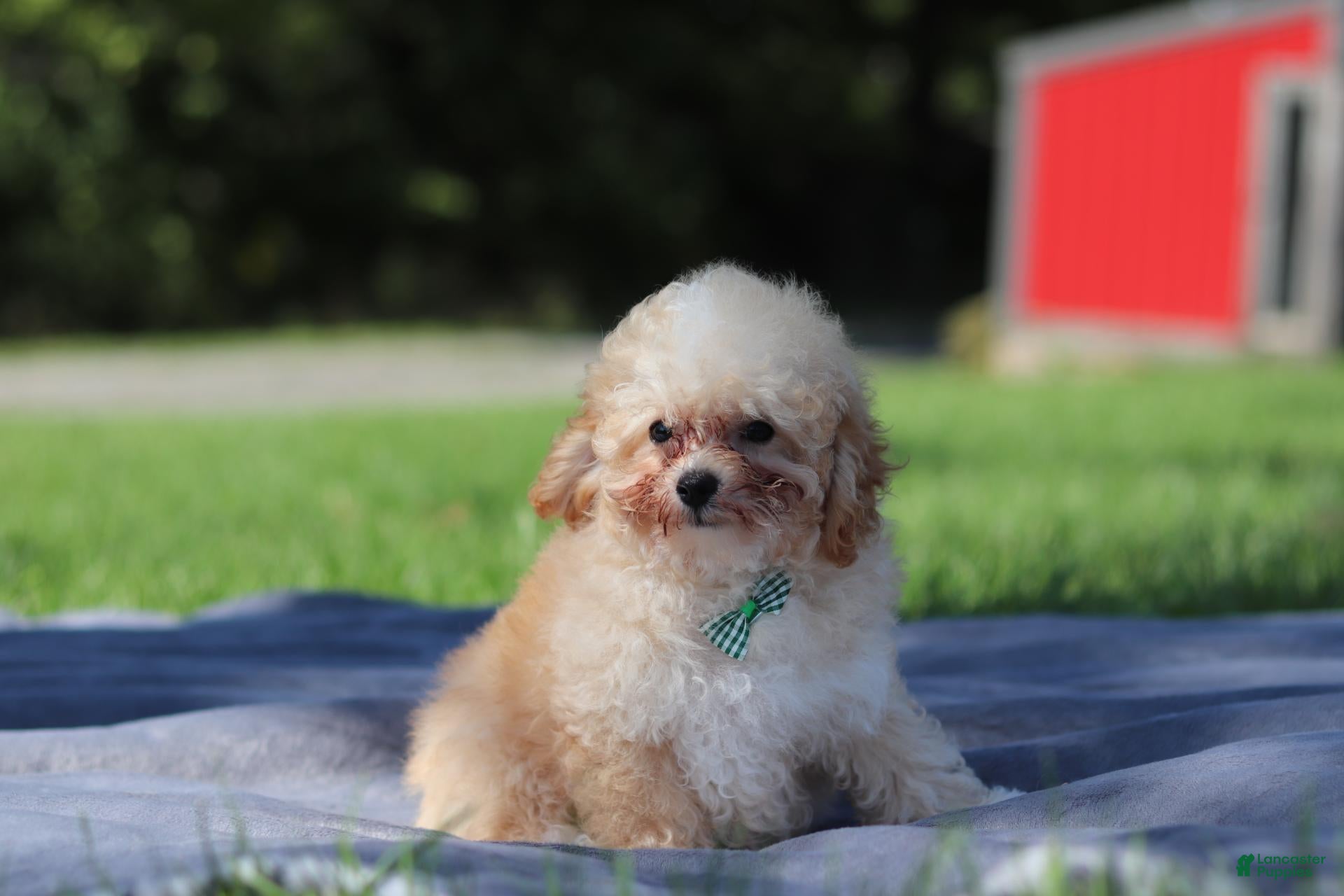 Miniature Poodle dogs Denver (AKC) - Ad 2