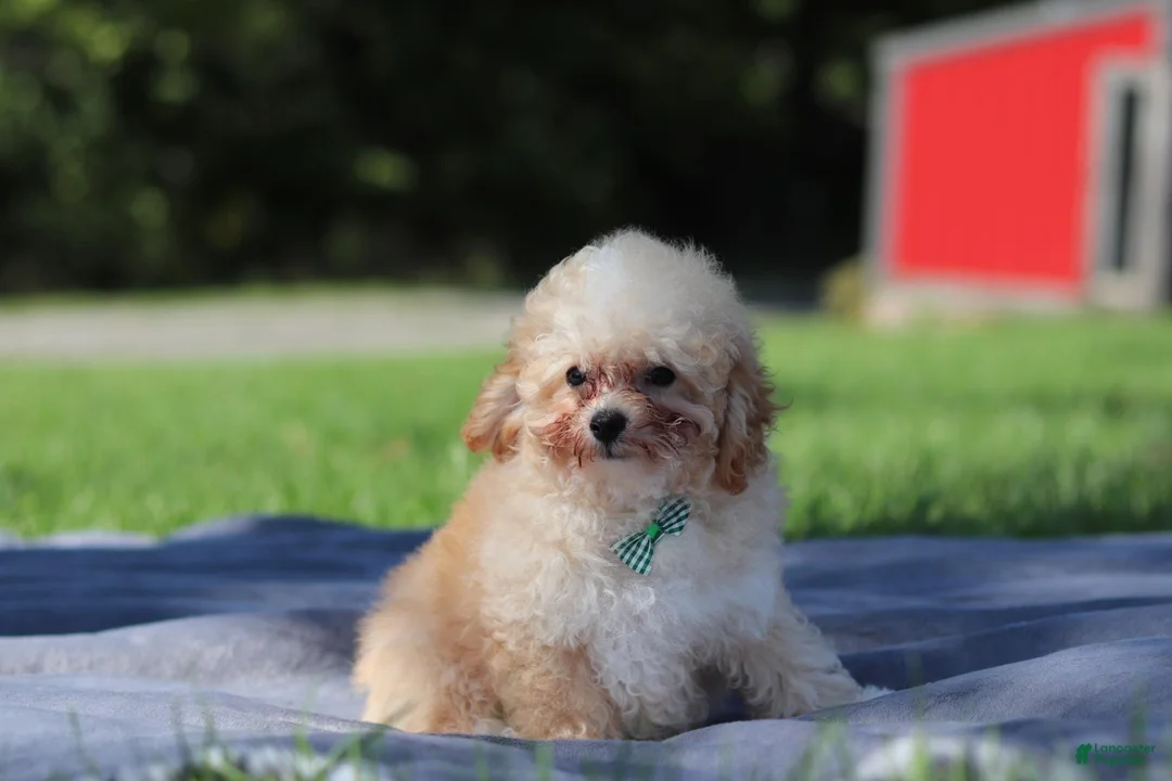 Miniature Poodle dogs for sale: Denver (AKC) - Ad 2