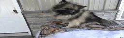 Keeshond dogs for sale: Callie - Ad 4