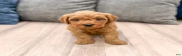 Mini Goldendoodle dogs for sale: Max - Ad 1
