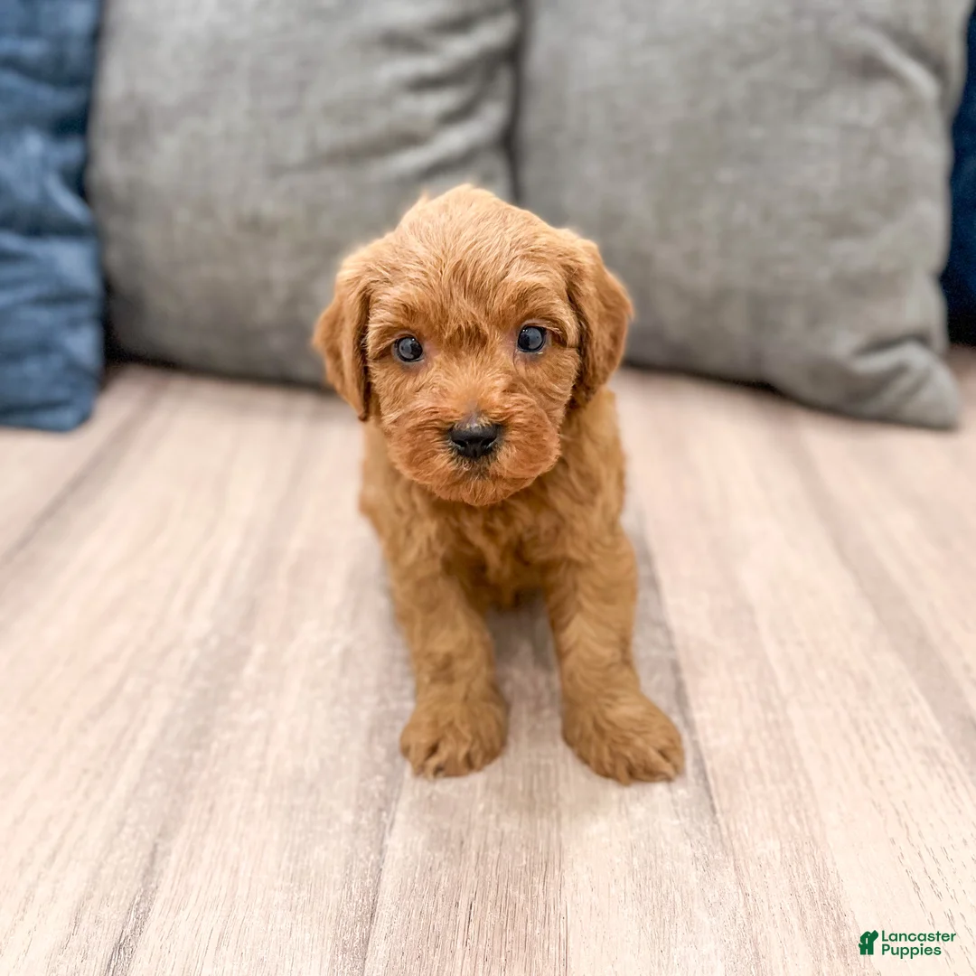 Mini Goldendoodle dogs for sale: Max - Ad 1