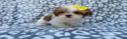 Lhasa Apso dogs for sale: Grace - Ad 7