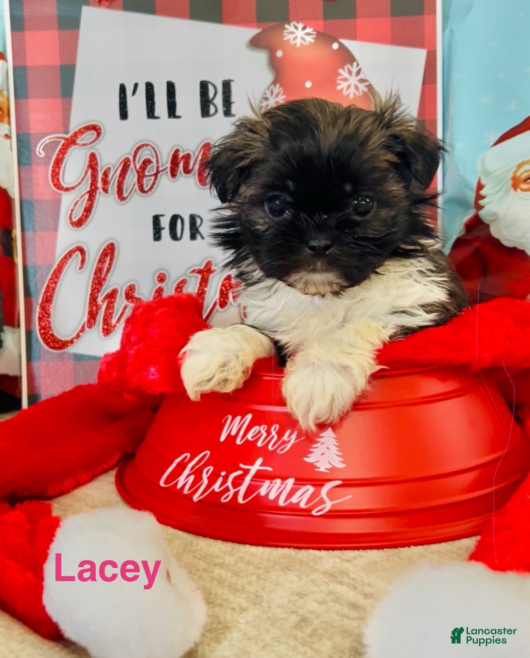 Shih Tzu dogs for sale: Shih Tzu Puppy 4 - Ad 1