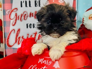 Shih Tzu dogs Shih Tzu Puppy 4 - Ad 31