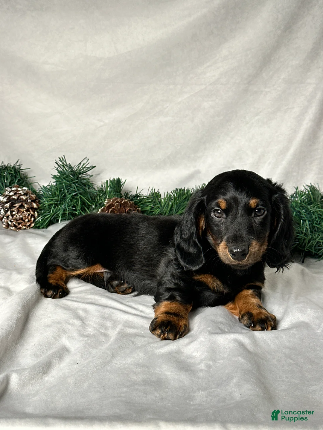 Miniature Dachshund dogs for sale: Luke - Ad 5