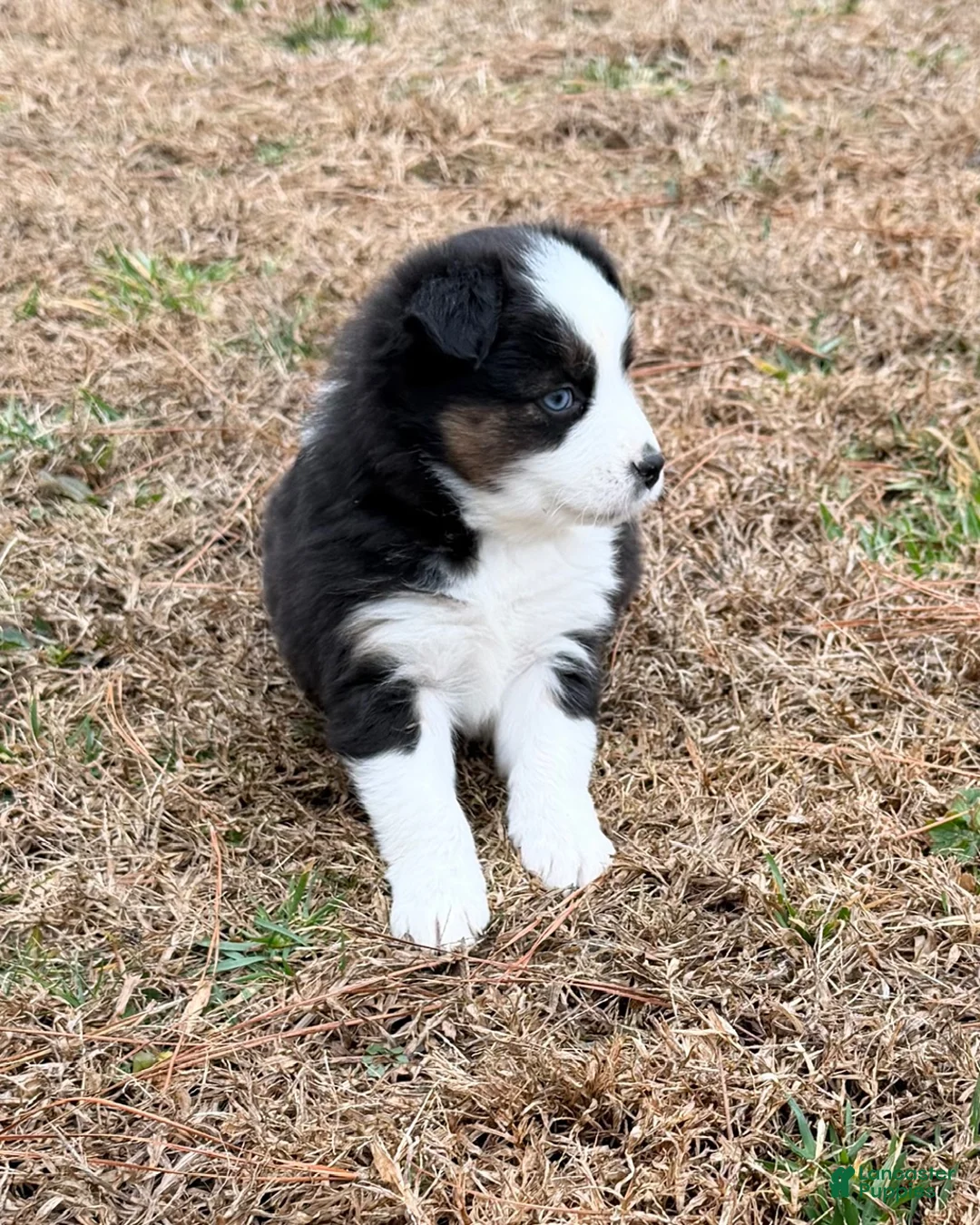 Australian Shepherd dogs for sale: Buster - Ad 9