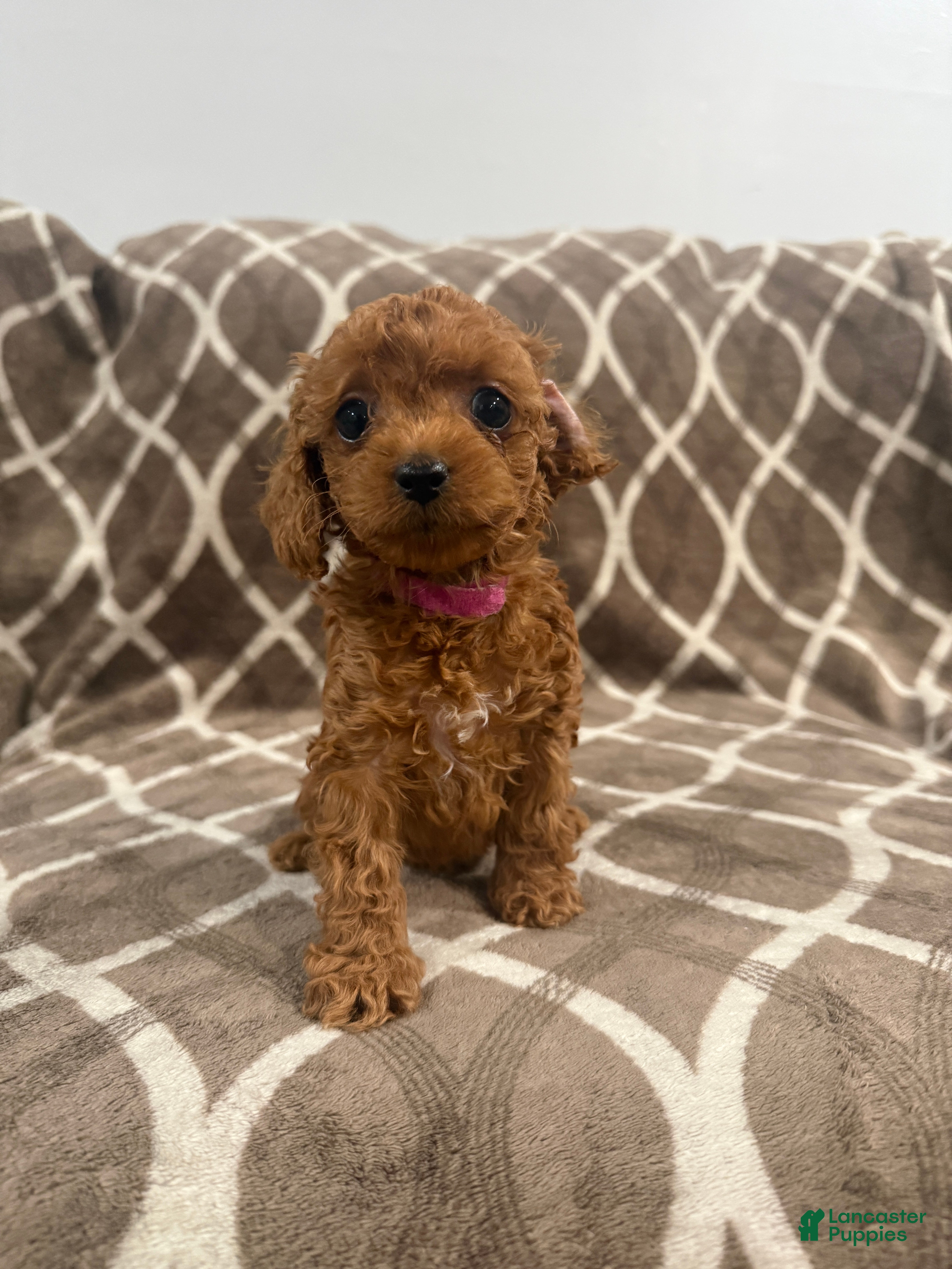 Cockapoo dogs Riley - Ad 1
