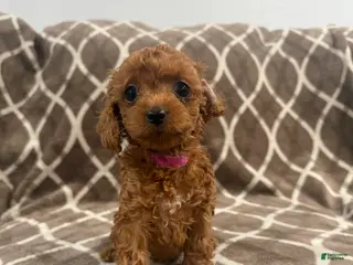 Cockapoo dogs for sale: Riley - Ad 2