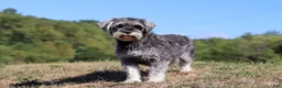 Miniature Schnauzer dogs for sale: Percy - Ad 22
