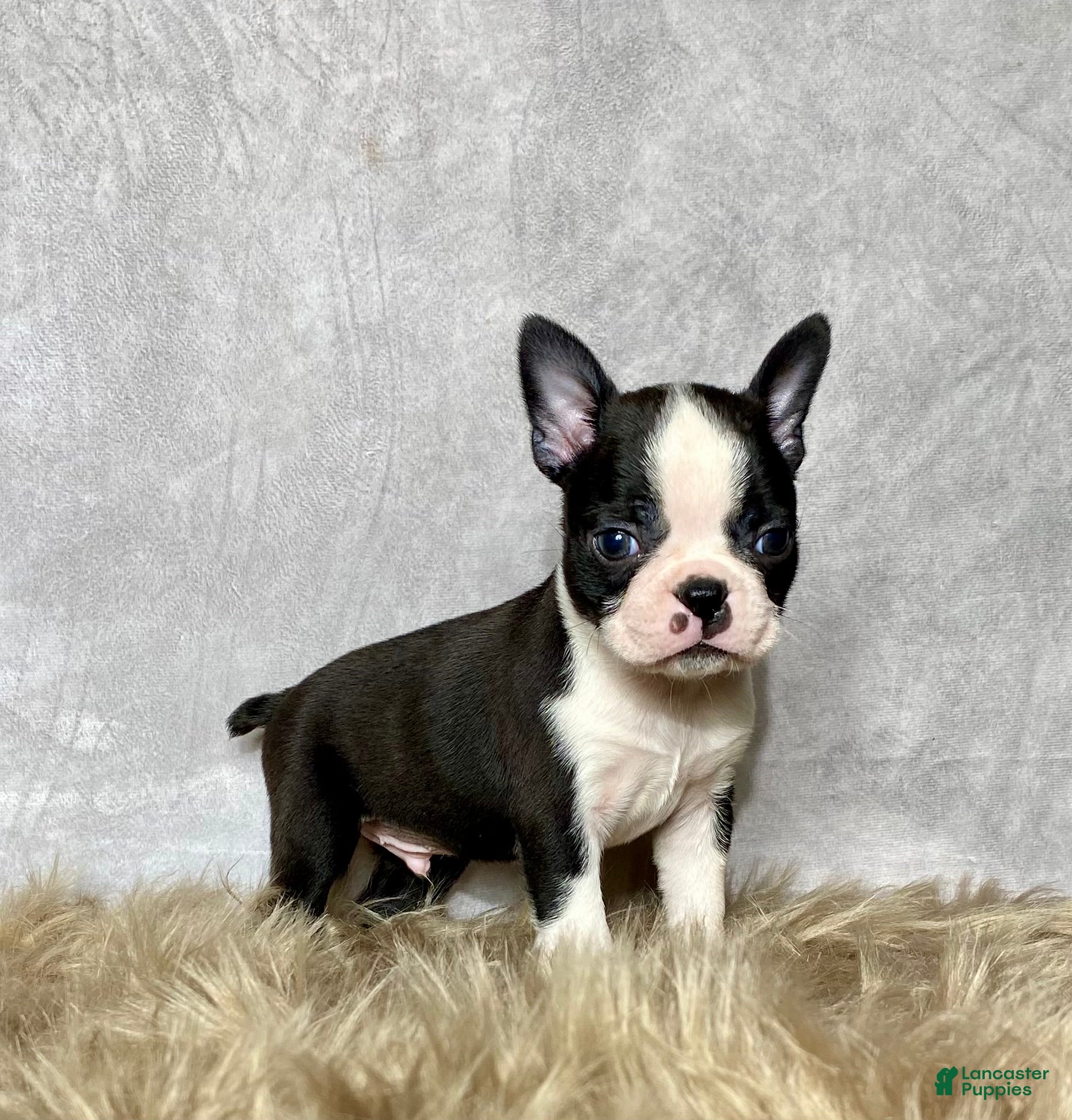 Boston Terrier dogs Leo - Ad 2