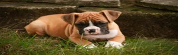 Boxer dogs for sale: Dirk - Ad 6