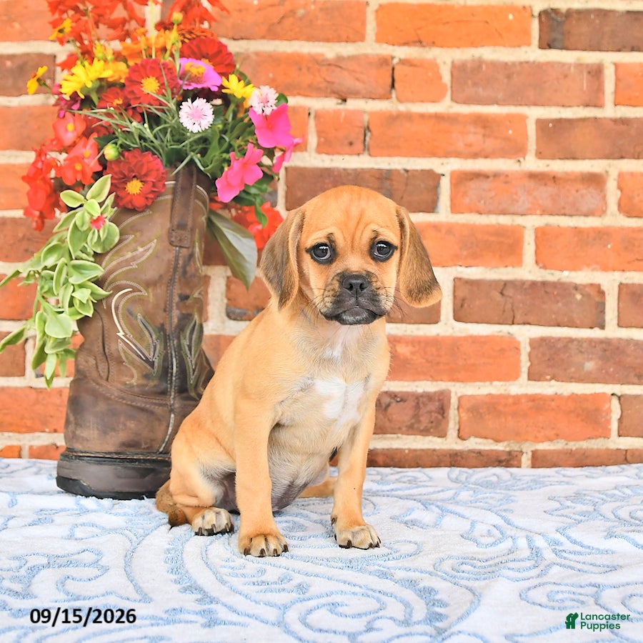 Puggle dogs Saloma - Ad 2