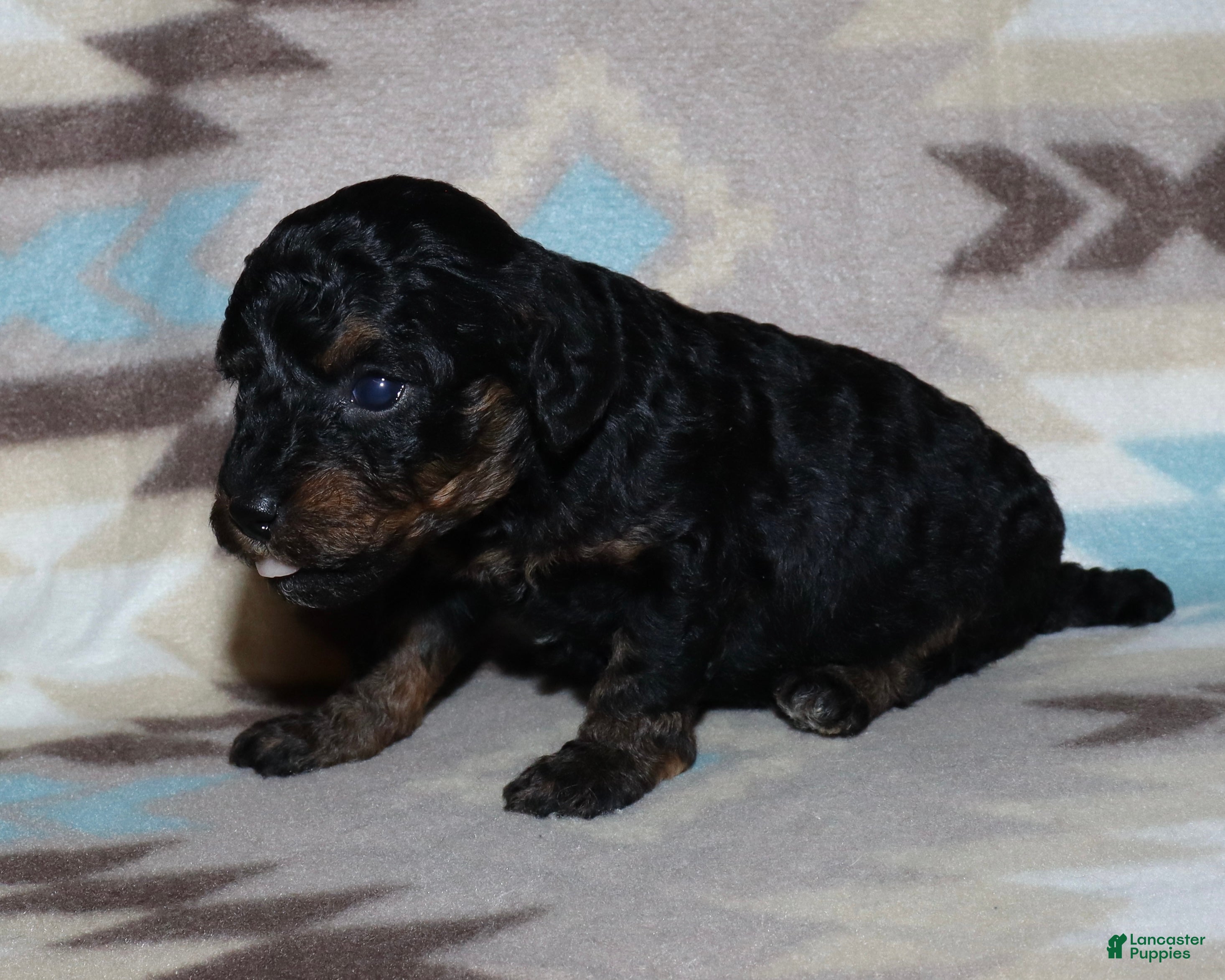 Toy Poodle dogs Reserved Summer’s phantom female - Ad 35