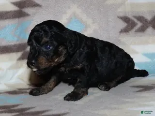 Toy Poodle dogs Reserved Summer’s phantom female - Ad 35