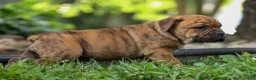 Beabull dogs for sale: Avery ❤️ - Ad 9