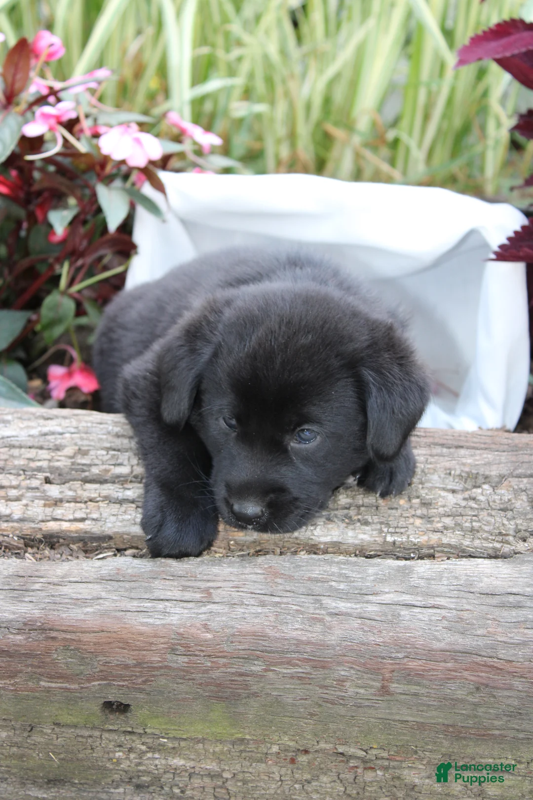 Labrador Retriever dogs for sale: Alex - Ad 2
