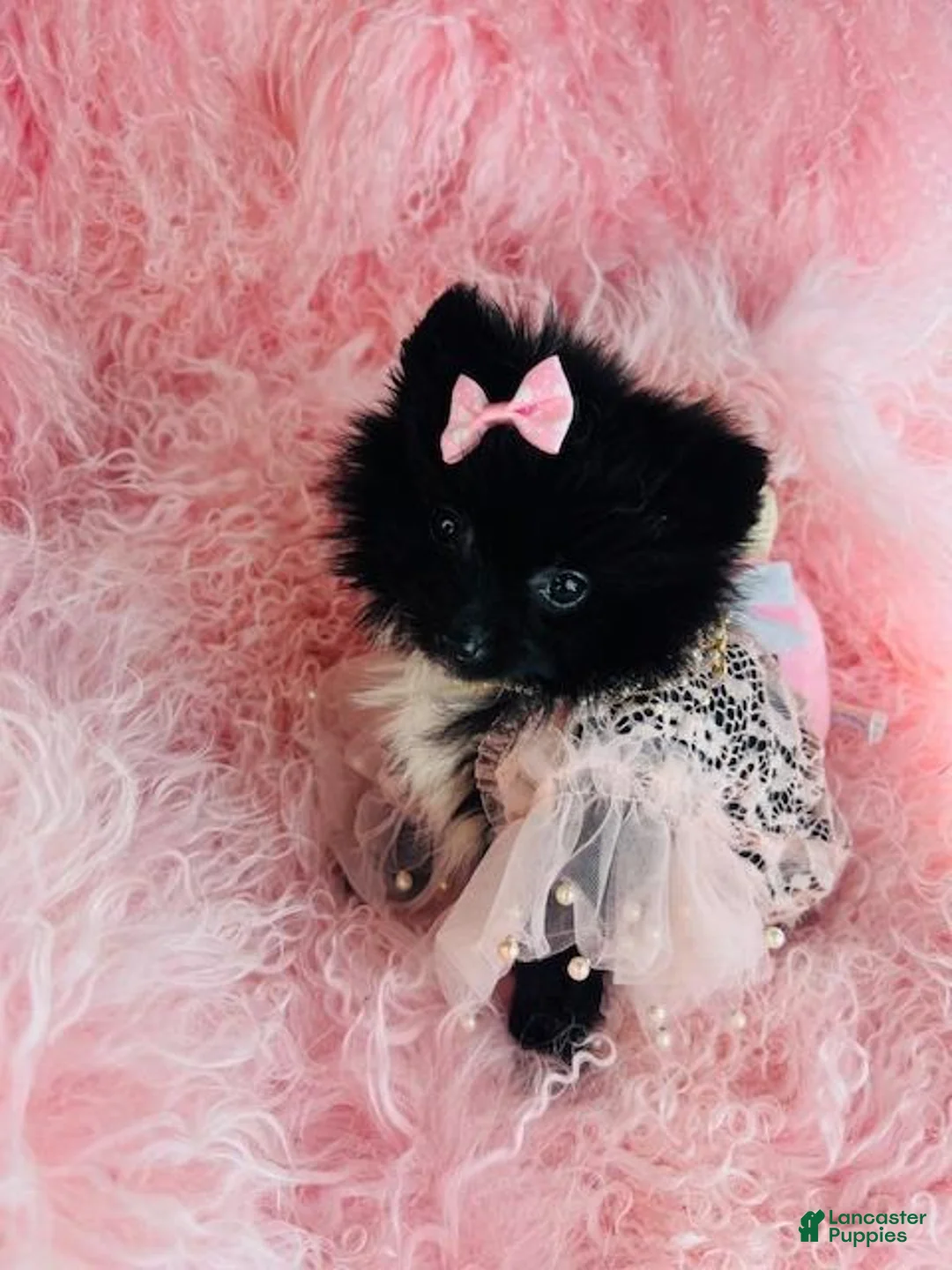 Pomeranian dogs for sale: Pomeranian Puppy 1 - Ad 2