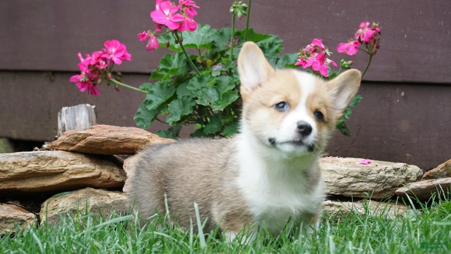 Welsh Corgi Pembroke dogs Maple   - Ad 2