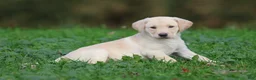 Labrador Retriever dogs for sale: Banana Cream Pie - Ad 4