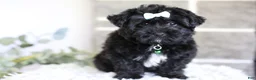 Yorkiepoo dogs for sale: Pixie - Ad 13