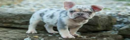 French Bulldog dogs for sale: Spencer 🐾 - Ad 31