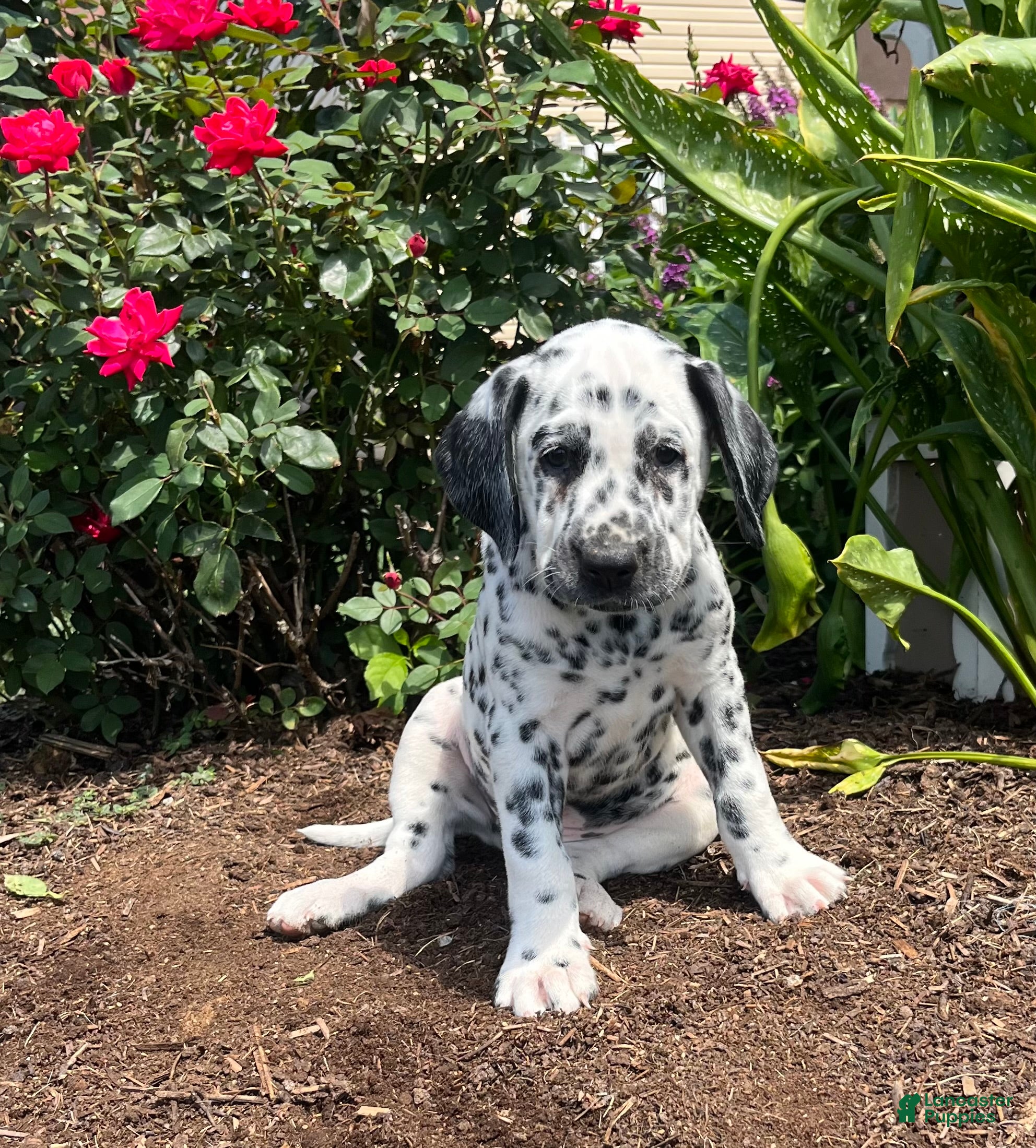 Dalmatian dogs Samantha❤️AKC Registered🐾Text or Call - Ad 1