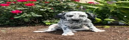 Dalmatian dogs for sale: Samantha❤️AKC Registered🐾Text or Call - Ad 1