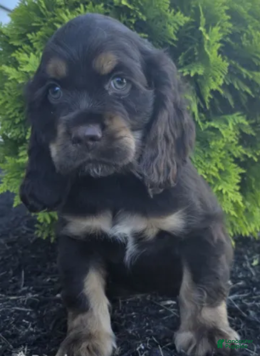 Cocker Spaniel dogs Bailey - Ad 1