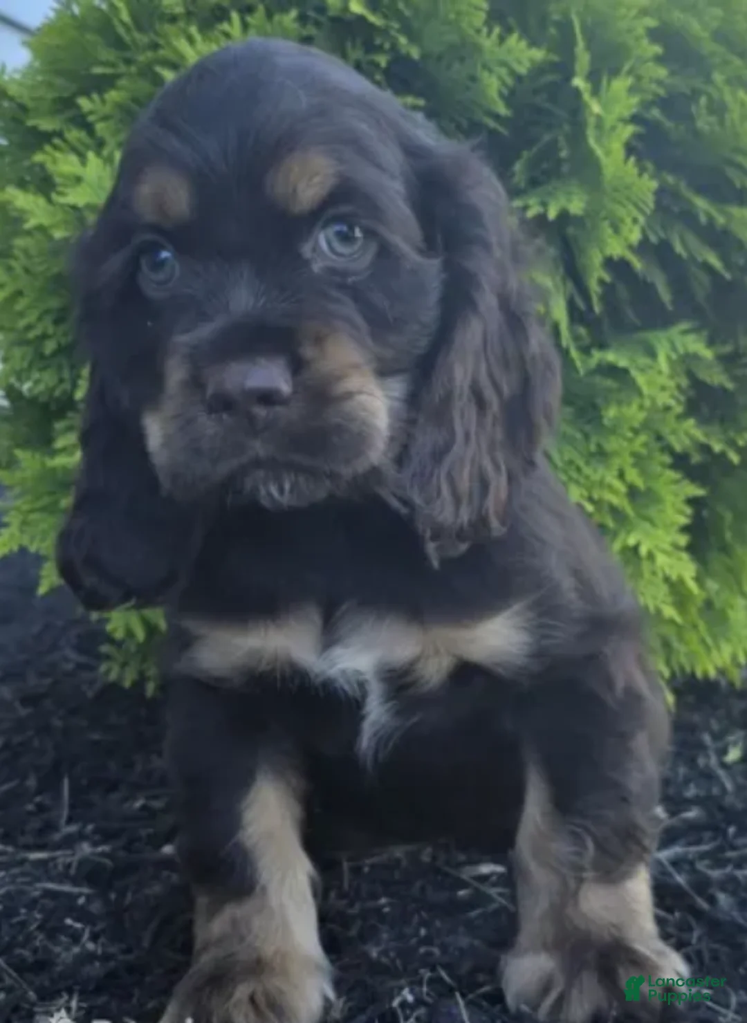 Cocker Spaniel dogs for sale: Bailey - Ad 1