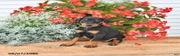 Doberman Pinscher dogs for sale: Bella Mia - Ad 4