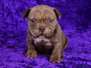 American Bully dogs Chocolate Brindle Male - Ad 2