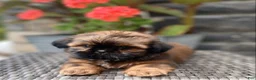 Shih Tzu dogs for sale: Lucy - Ad 3