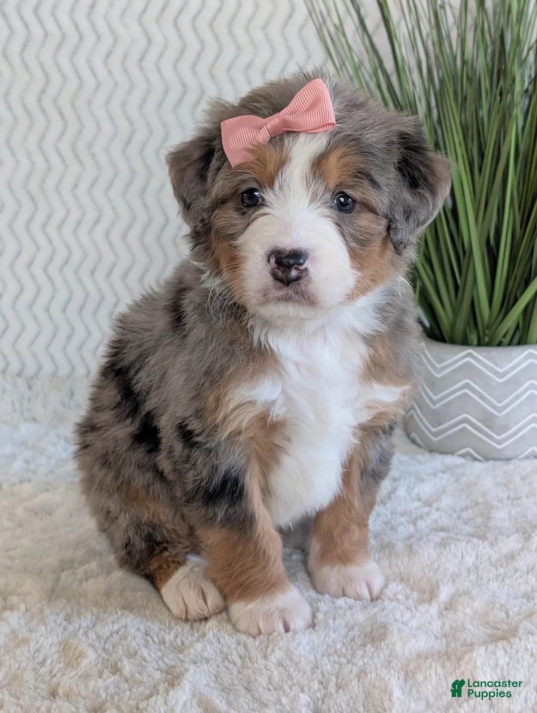 Mini Bernedoodle dogs for sale: Mini Indy  - Ad 31