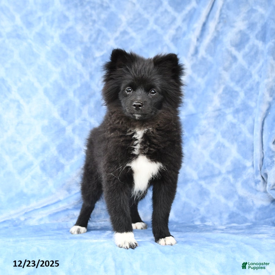 Pomeranian dogs Tigger - Ad 20