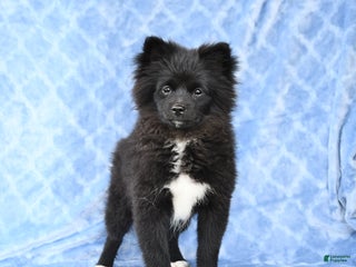 Pomeranian dogs Tigger - Ad 20