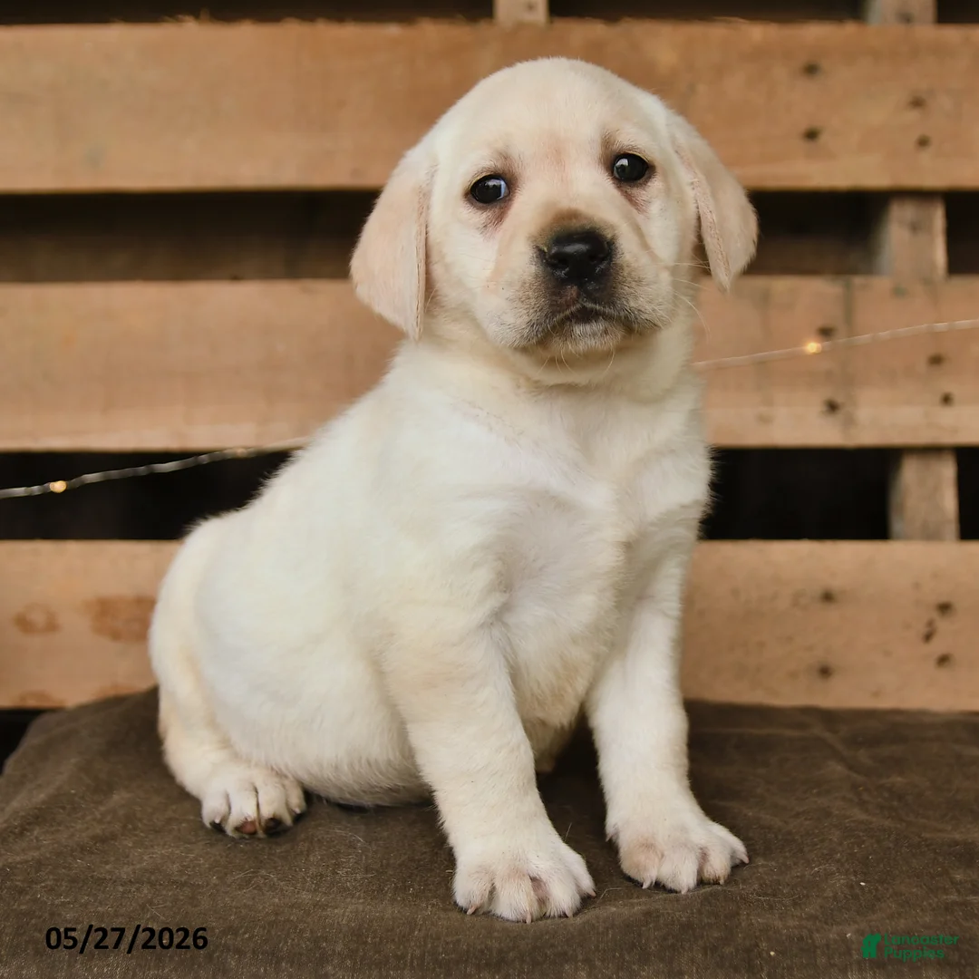 Labrador Retriever dogs for sale: Gretel - Ad 2