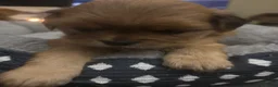 Mixed Breed dogs for sale: Mixed Breed 1 - Ad 6
