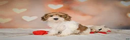 Yorkiepoo dogs for sale: Bella - Ad 11