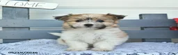 Havanese dogs for sale: Copper  - Ad 3