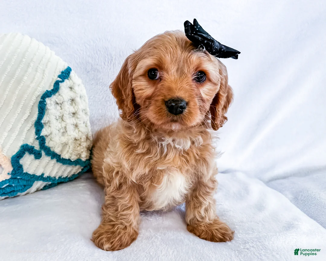 Cavapoo dogs for sale: Kuddles - Ad 5