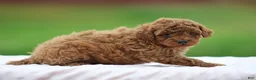 Miniature Poodle dogs for sale: Wynston - Ad 4